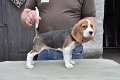 Afb_20120808_Bailey (6)